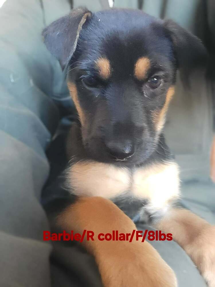 TOY STORY PAWS : BARBIE - German Shepherd Dog / Rhodesian Ridgeback available for adoption