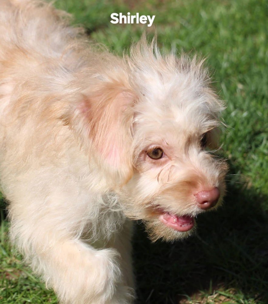 SCHLEMIEL : SHIRLEY - Cairn Terrier / Poodle (Miniature) available for adoption