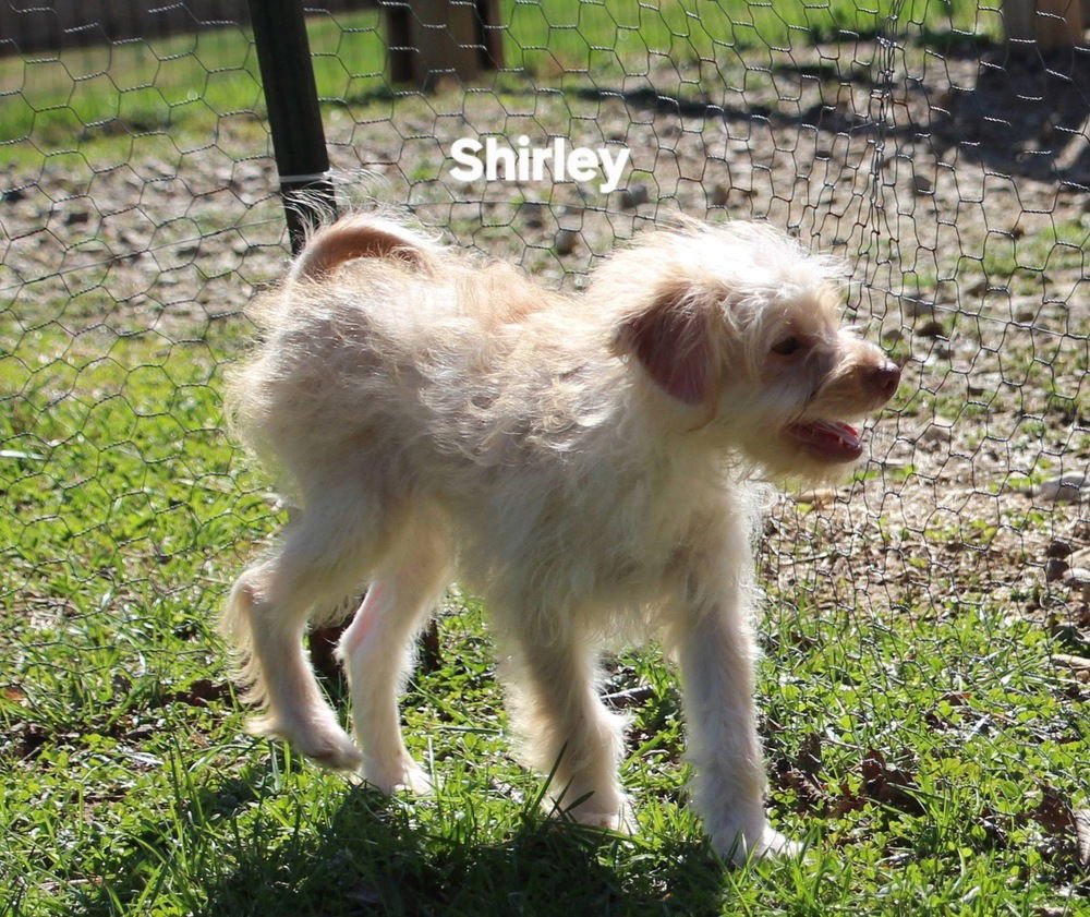 SCHLEMIEL : SHIRLEY - Cairn Terrier / Poodle (Miniature) available for adoption