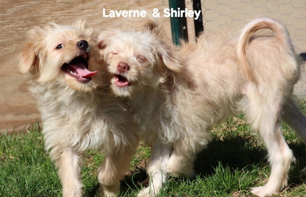 Schlemiel : Shirley - Photo 3