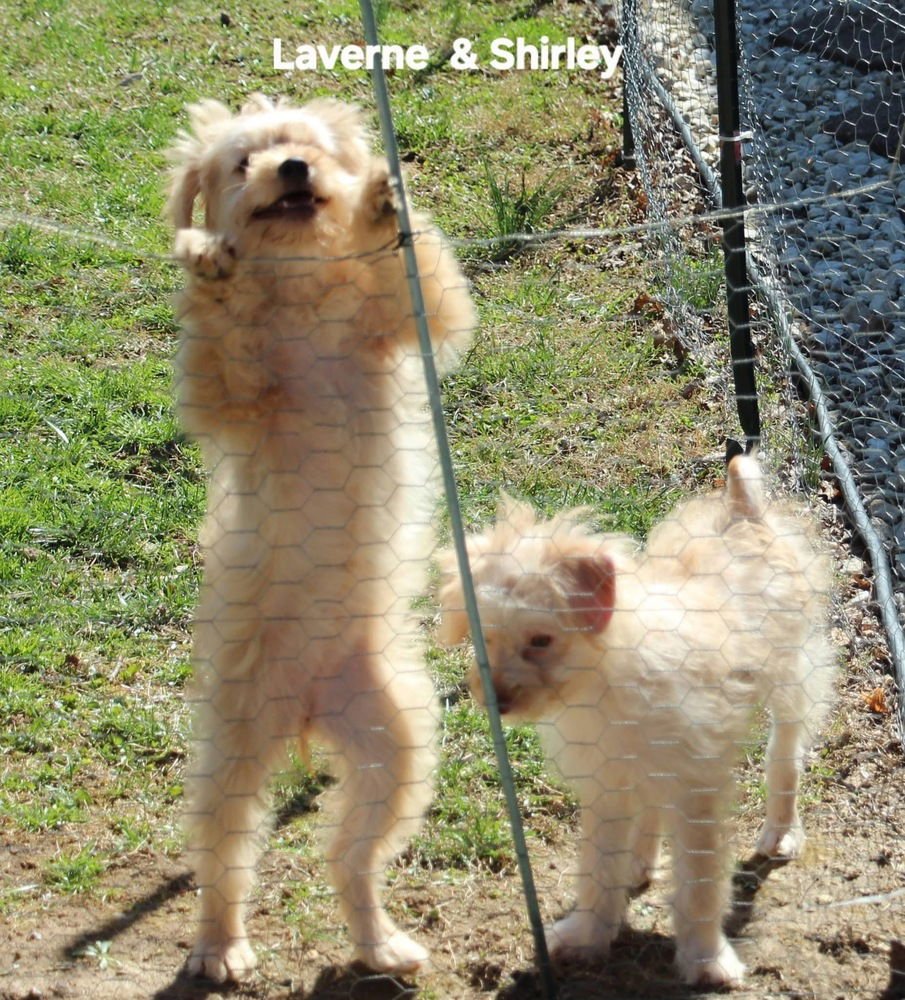 Schlemiel : Shirley - Photo 4