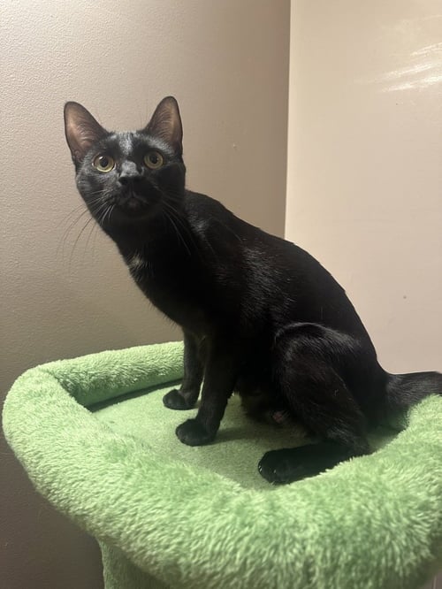 MELODY CATS : LYRIC - Domestic Short Hair available for adoption