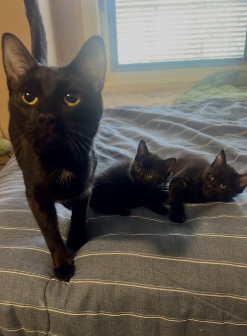 MELODY CATS : LYRIC - Domestic Short Hair available for adoption