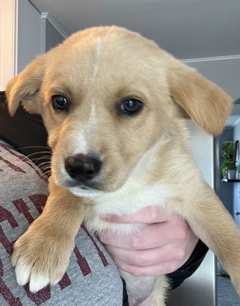 COLORADO : ASPEN - Retriever / Terrier available for adoption