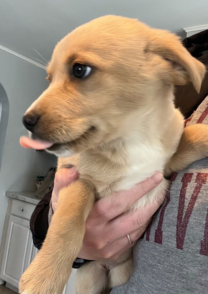 COLORADO : ASPEN - Retriever / Terrier available for adoption
