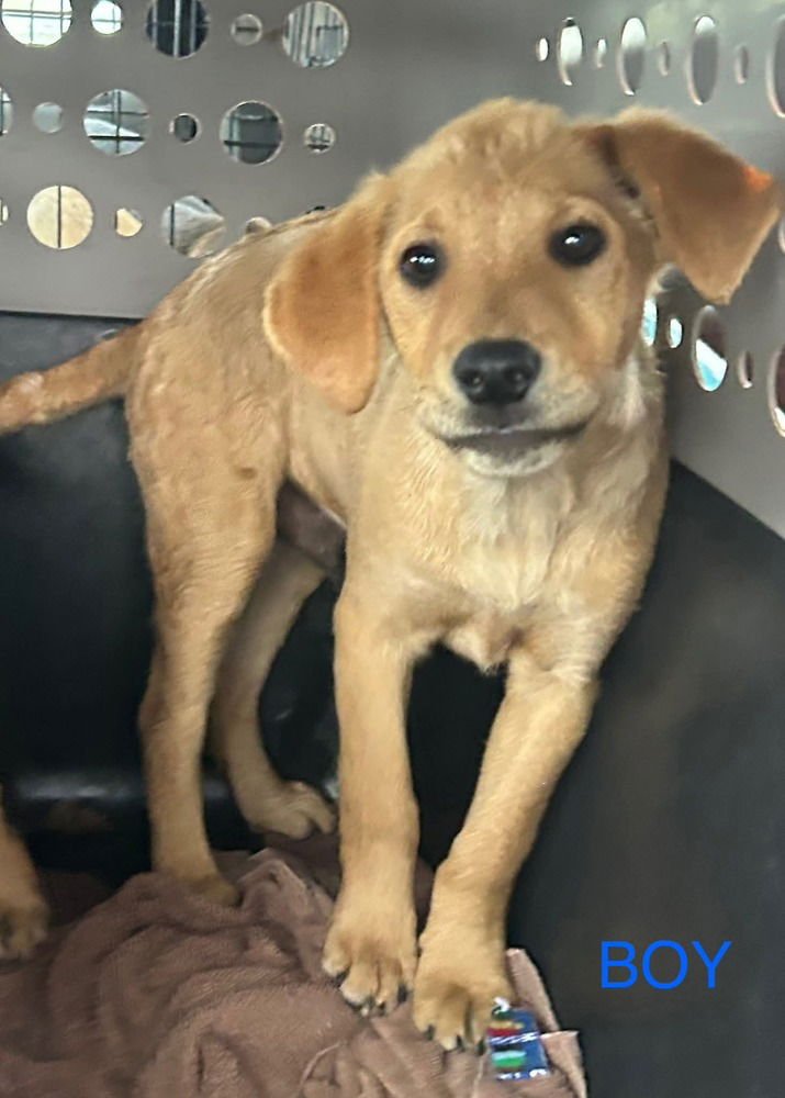 LONESOME DOVE : GUS - Labrador Retriever / German Shepherd Dog available for adoption