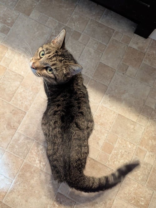 ANIME KITTIES : SAKURA - Domestic Short Hair available for adoption