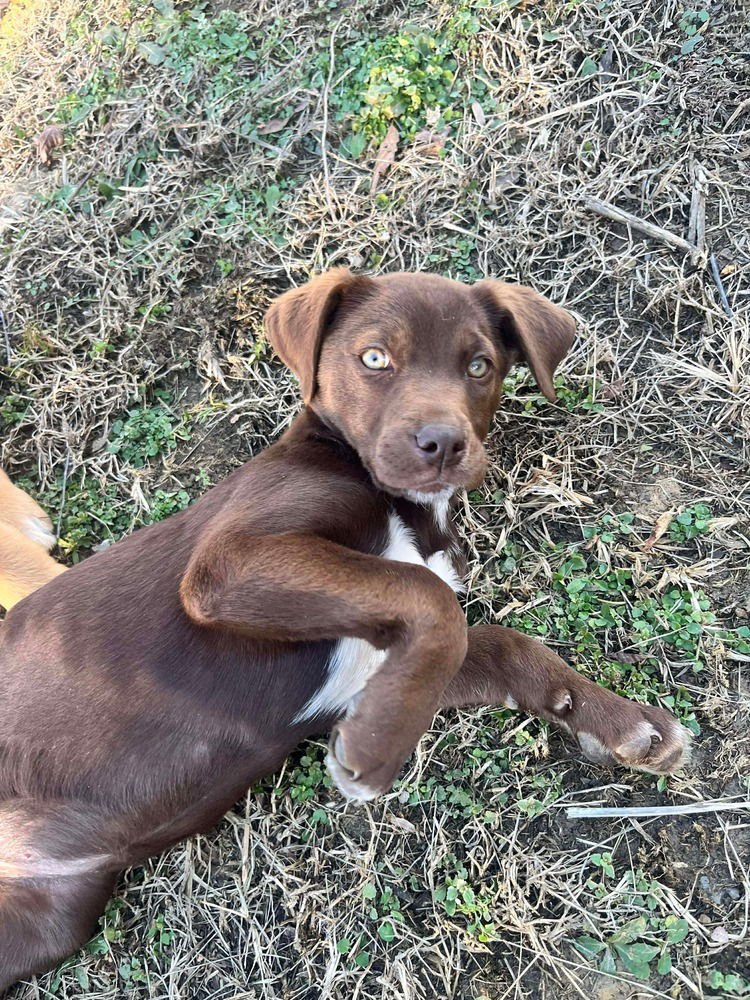 ICONIC TRIO : MARY - Pointer / Shepherd available for adoption