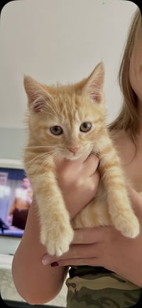 Princess Peach Kitties : Wario - Photo 2