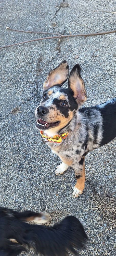 IRIS - Australian Shepherd available for adoption