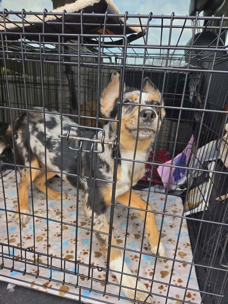 IRIS - Australian Shepherd available for adoption