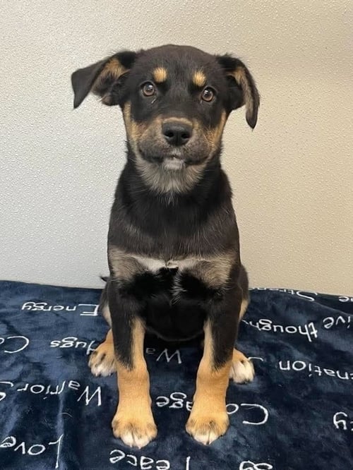 RC AVA - Husky / German Shepherd Dog available for adoption