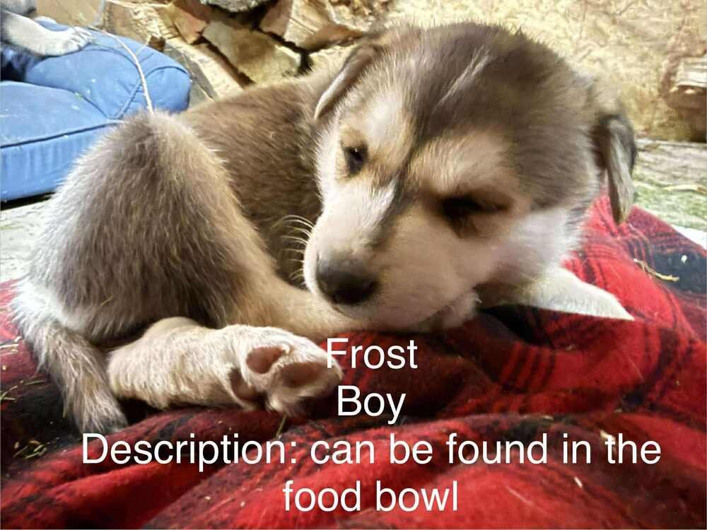 ARTIC PAWS : FROST - German Shepherd Dog / Husky available for adoption