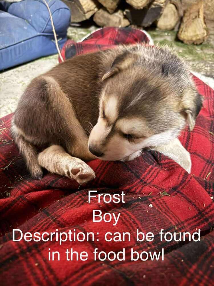 Artic Paws : Frost - Photo 4