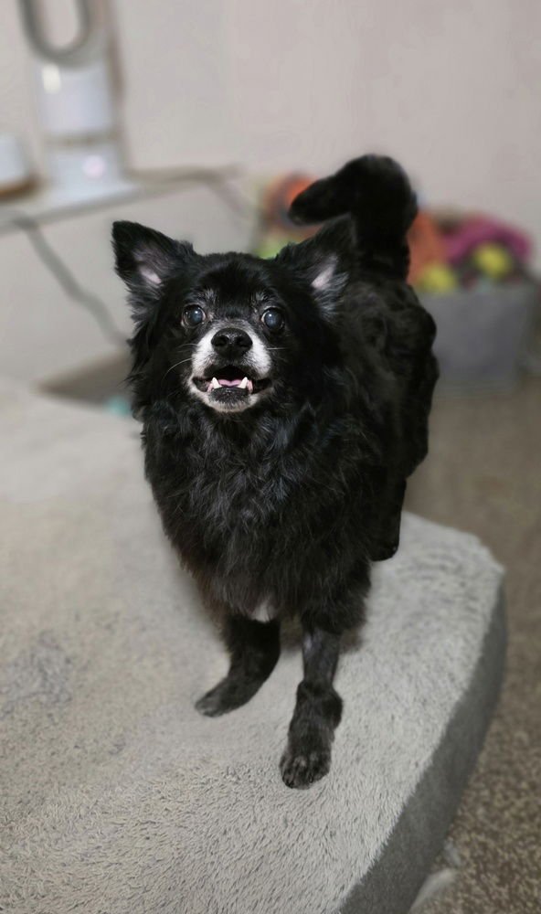 MOJO - Pomeranian available for adoption