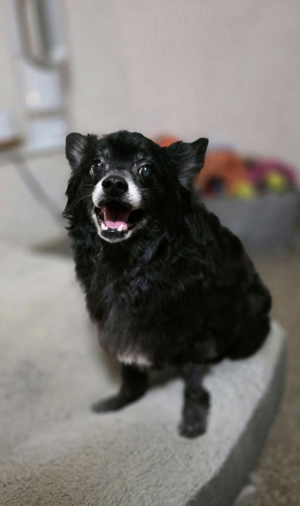 MOJO - Pomeranian available for adoption
