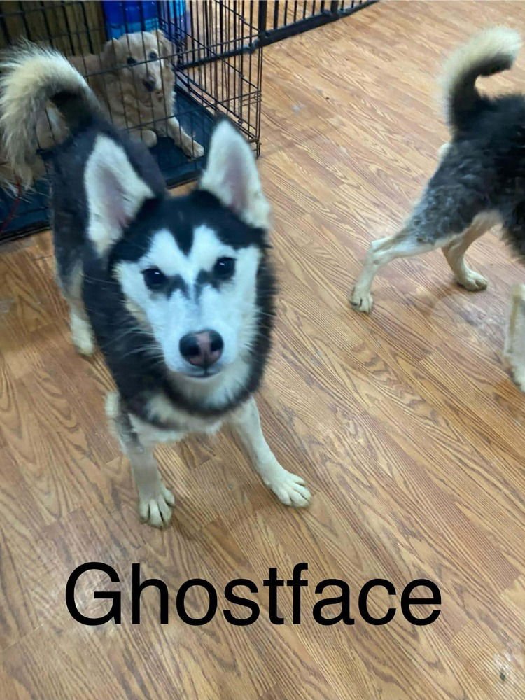 SEVEN KINGDOMS : DUNCAN (GHOSTFACE) - Husky / German Shepherd Dog available for adoption
