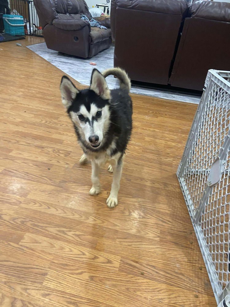 Seven Kingdoms : Duncan (Ghostface) - Photo 3