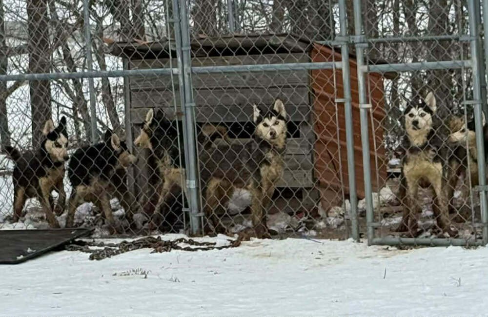 Seven Kingdoms : Duncan (Ghostface) - Photo 4