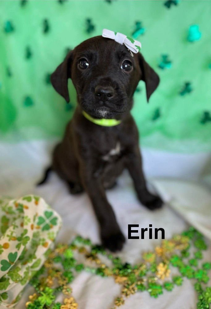 LUCKY CHARMS :  ERIN - Golden Retriever / Labrador Retriever available for adoption