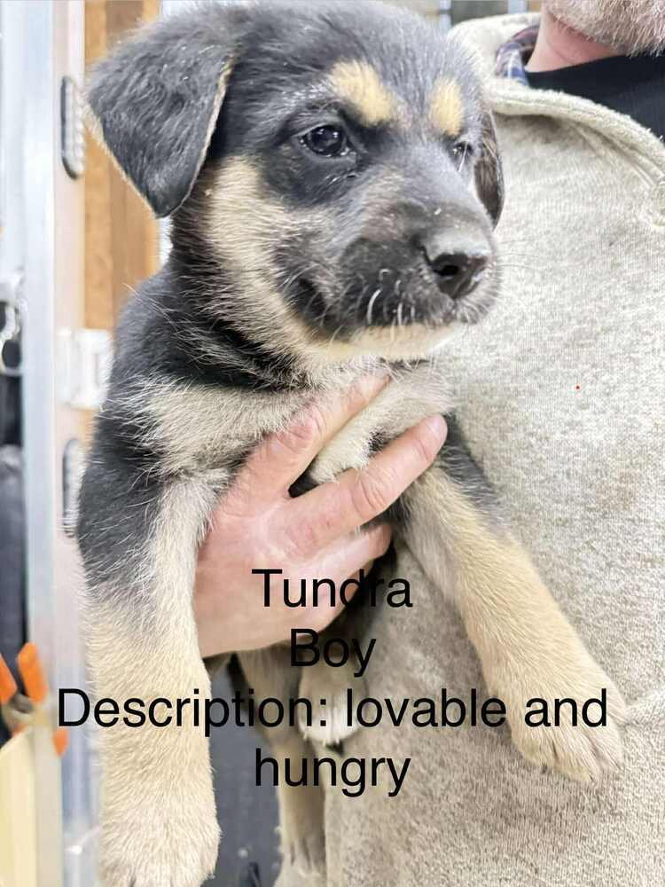 ARTIC PAWS : TUNDRA - German Shepherd Dog / Husky available for adoption