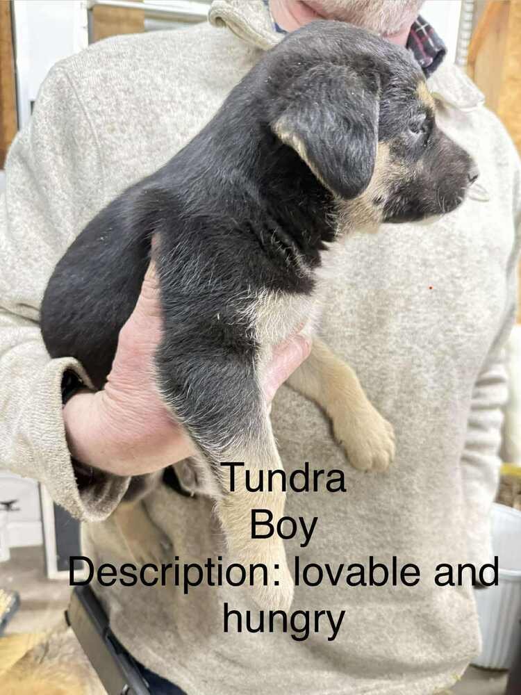 Artic Paws : Tundra - Photo 3