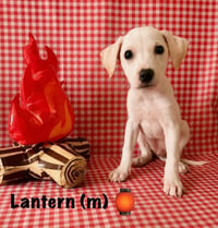 Happy Campers : Lantern - Photo 2