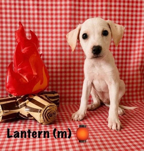 HAPPY CAMPERS : LANTERN - Jack Russell Terrier / Labrador Retriever available for adoption
