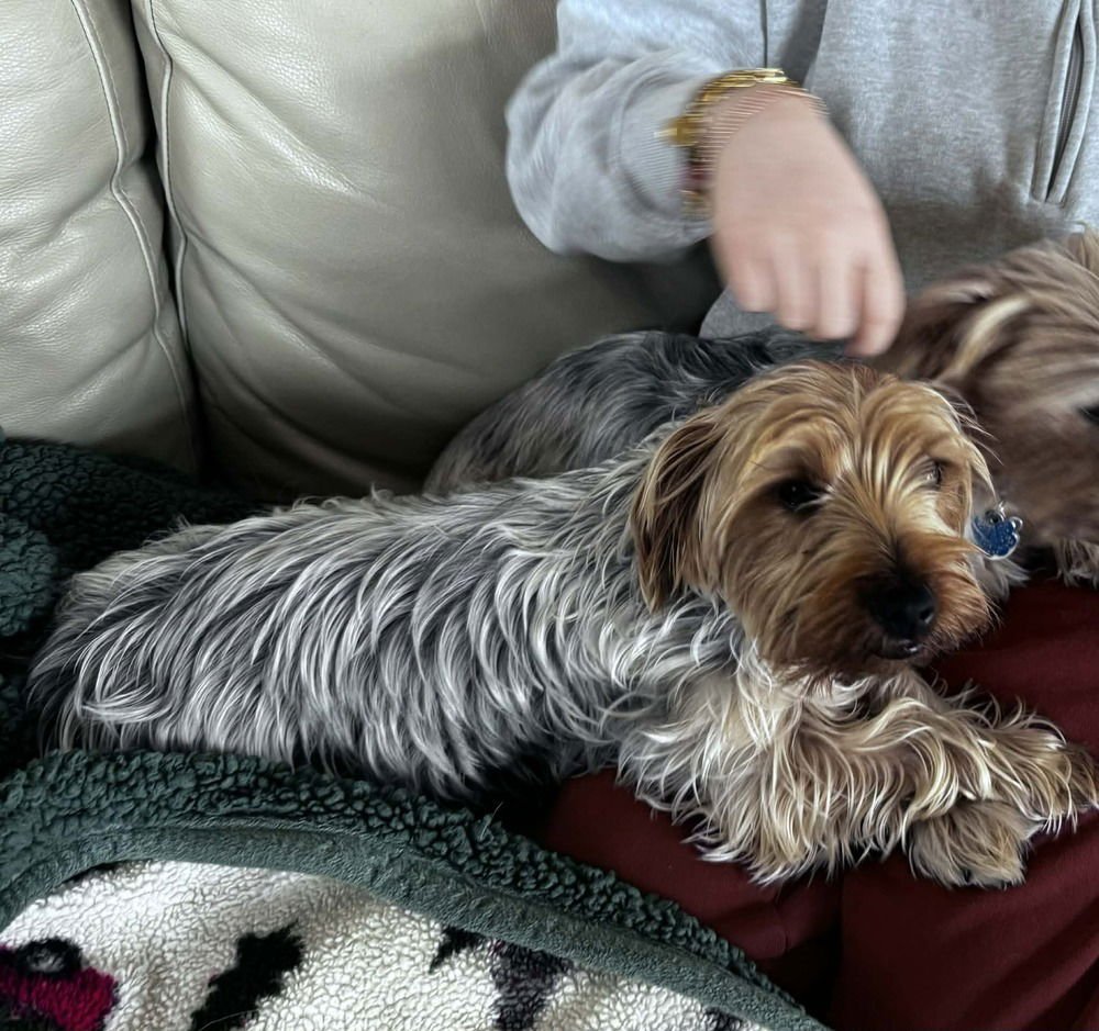 YORKIE BROS : NICKIE - Yorkshire Terrier Yorkie available for adoption