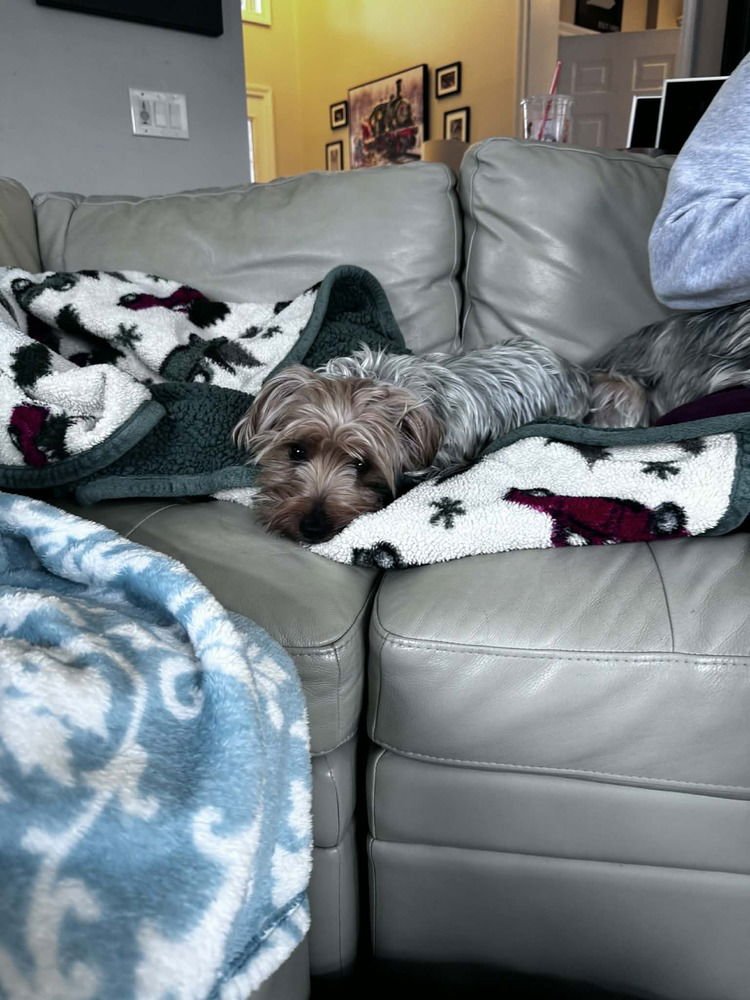 YORKIE BROS : NICKIE - Yorkshire Terrier Yorkie available for adoption