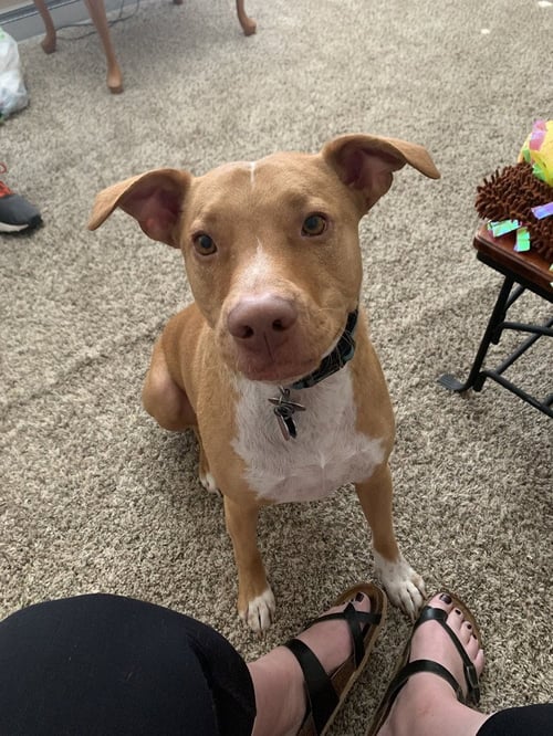 BLOSSOMS : ASTER (BRUCE) - Great Dane / Labrador Retriever available for adoption