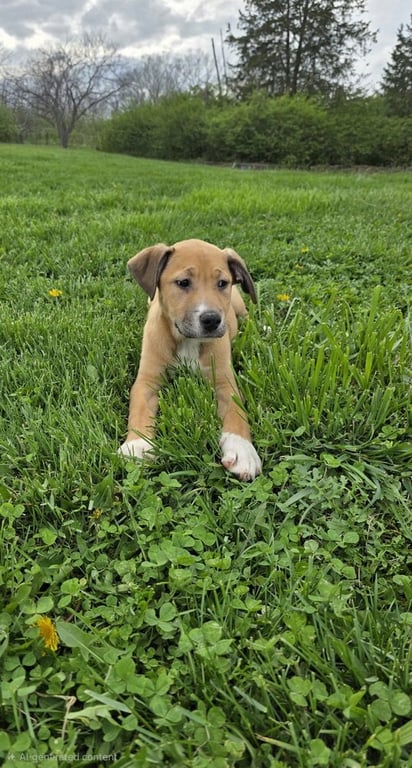 SRV Palau : Angie Image