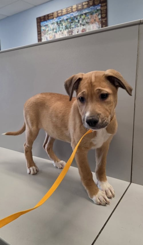 SRV PALAU : ANGIE - Boxer / Beagle available for adoption