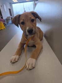 SRV Palau : Angie - Photo 3