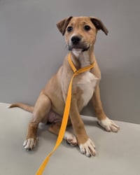 SRV Palau : Angie - Photo 4