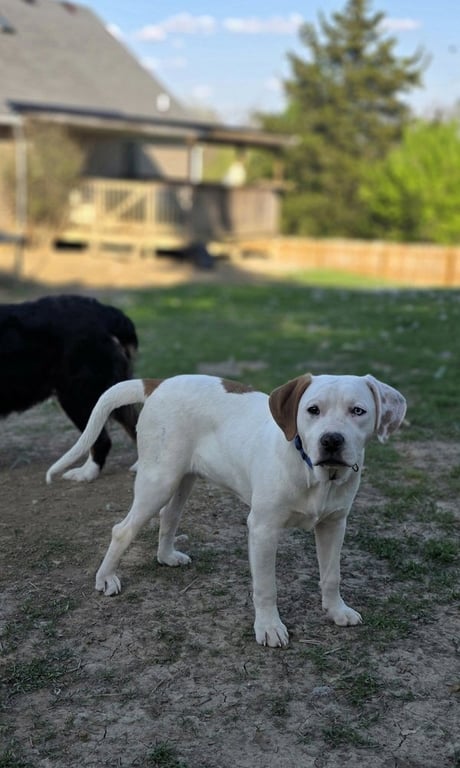 Marion Bullgles : Fox Image