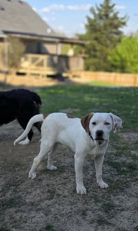 Marion Bullgles : Fox - Photo 1