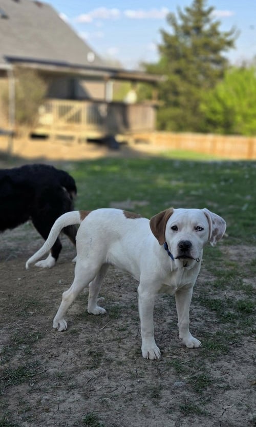 MARION BULLGLES : FOX - Beagle / Bulldog available for adoption