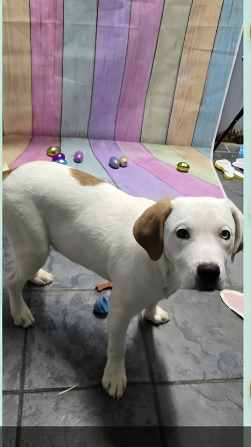 MARION BULLGLES : FOX - Beagle / Bulldog available for adoption