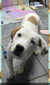 Marion Bullgles : Fox - Photo 3