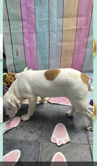 Marion Bullgles : Fox - Photo 4