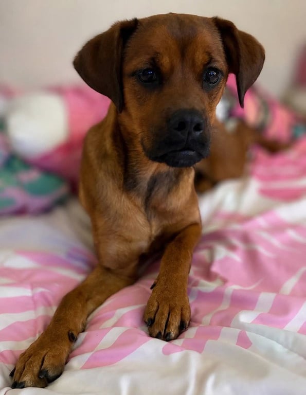 Miss Rosie Image