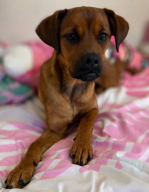 MISS ROSIE - Beagle / Pug available for adoption