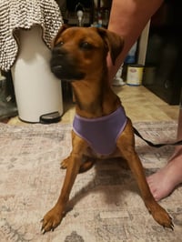 Miss Rosie - Photo 2