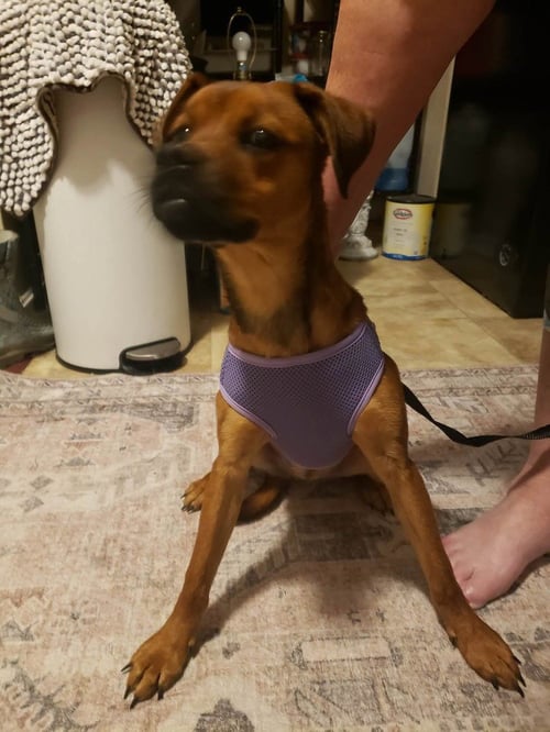 MISS ROSIE - Beagle / Pug available for adoption
