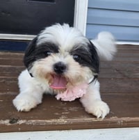 Millie Girl - Photo 3