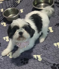 Millie Girl - Photo 1
