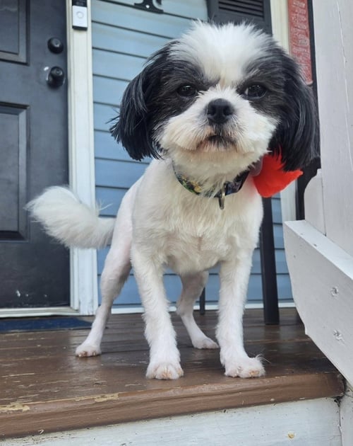 MILLIE GIRL - Shih Tzu / Terrier available for adoption