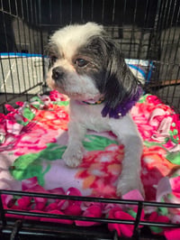 Millie Girl - Photo 4