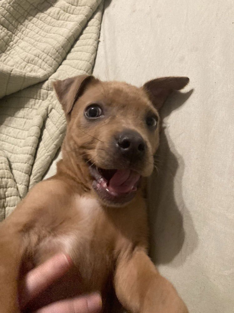 FRANKLIN NATHANIEL - Terrier available for adoption